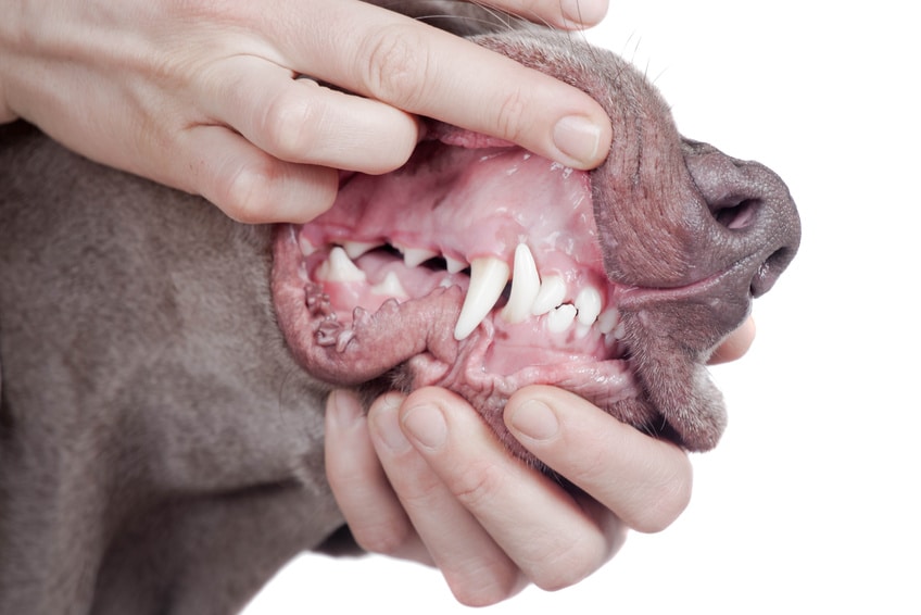Zahnpflege bei Hunden Warum (und wie) du deinem Hund regelmäßig die